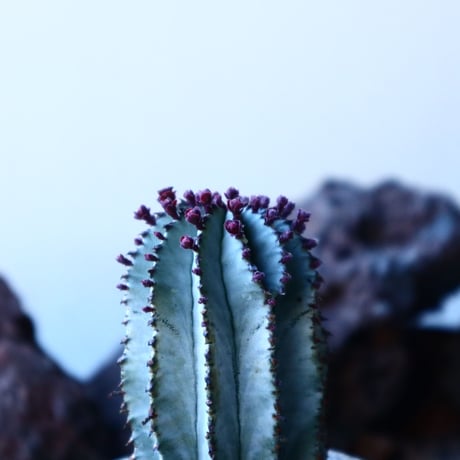 ユーフォルビア  ポリゴナ    Euphorbia polygona   no.30109