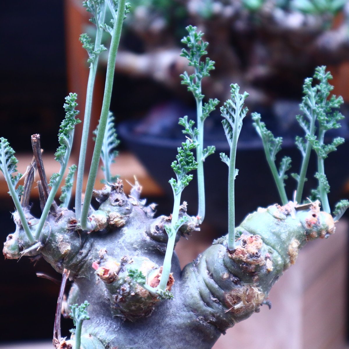 ペラルゴニウム カルノーサム／Pelargonium carnosum no.53022 |