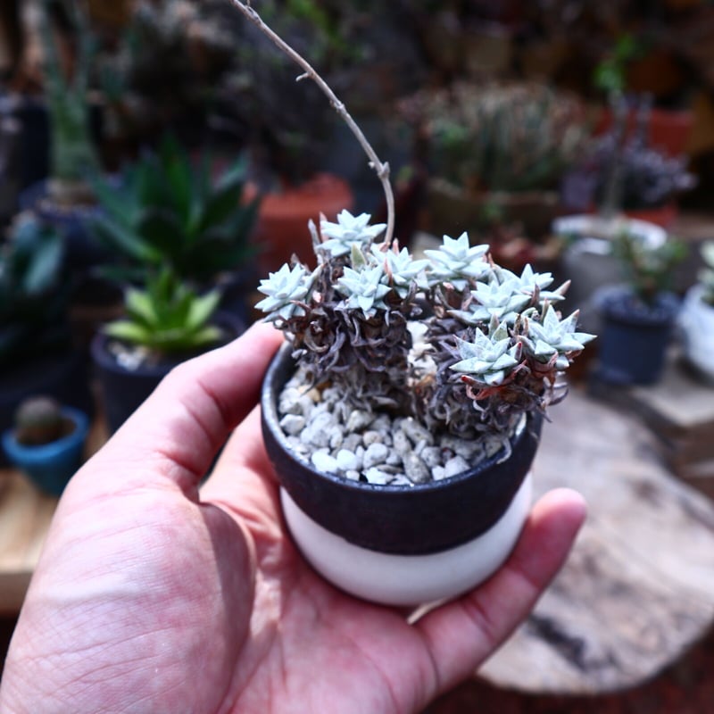 ダドレア グリーニー Dudleya greenei no.42519 | 芽の巣山
