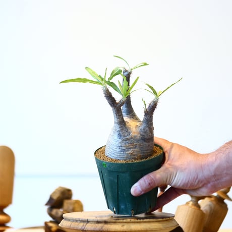 パキポディウム  グラキリス / Pachypodium  gracilius   no.52815