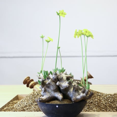 パキポディウム ブレビカリックス / Pachypodium densiflorum var. brevicalyx   no.42306