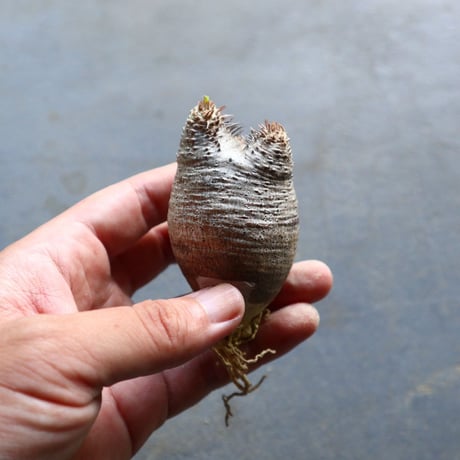 パキポディウム グラキリス 抜苗  Pachypodium rosulatum var. gracilius no.92903