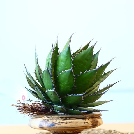 Agave horrida / Style of Chika   no.1015/2