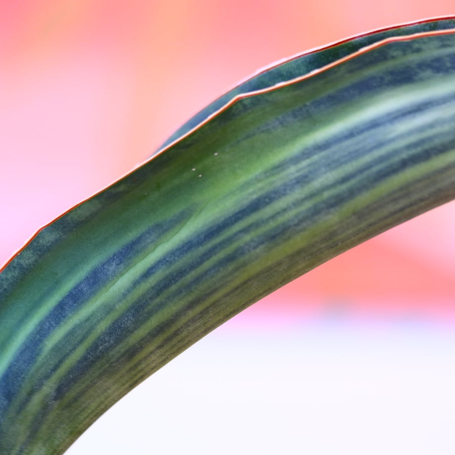 654f0d446005370032bdf421