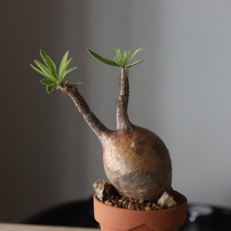 Pachypodium gracilius × YAMABACHI var. N/OH  no.905-32