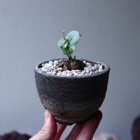 ディオスコレア   亀甲竜    Dioscorea elephantipe     no.90126