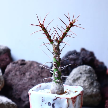 フォークイエリア   プルプシー    Fouquieria purpusii  no.32903