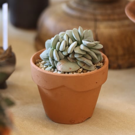 Crassula 呂千絵 × YAMABACHI  no.117-32