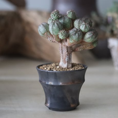 Euphorbia obesa hyb. × Yuta Uchida / humanity pot  no.63026