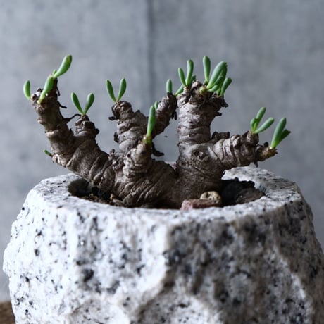 オトンナ    クラビフォリア        Othonna clavifolia  no.008