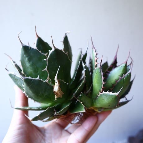 アガベ ホリダ   Agave horrida    no.111018