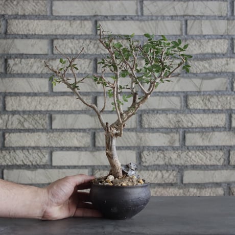 Bursera fagaroides × N/OH (4号)  no.621/24