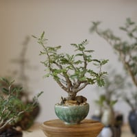 N/OH【澪標-芽の巣山別注】山ノ月ブラック+ moon / SS no.717/189