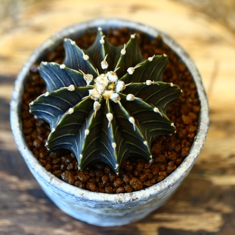 たけろうポット × Gymnocalycium friedrichii LB2178   no.41430