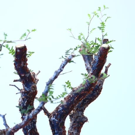 コミフォラ モンストローサ / Commiphora monstrosa   no.62501