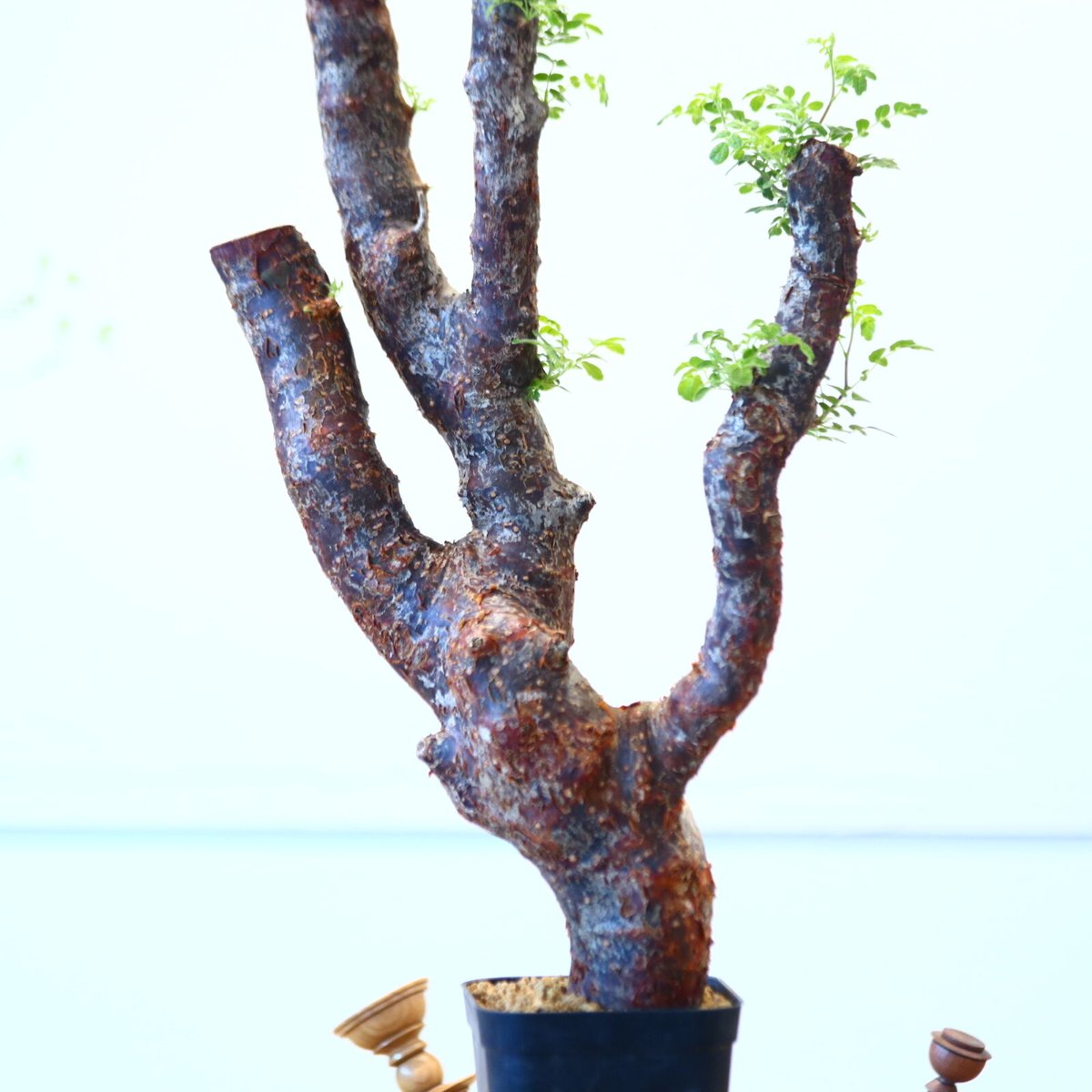 コミフォラ モンストローサ / Commiphora monstrosa no.62503
