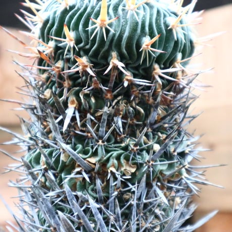 エキノフォスロカクタス 縮玉／Echinofossulocactus zacatecasensis   no.91813
