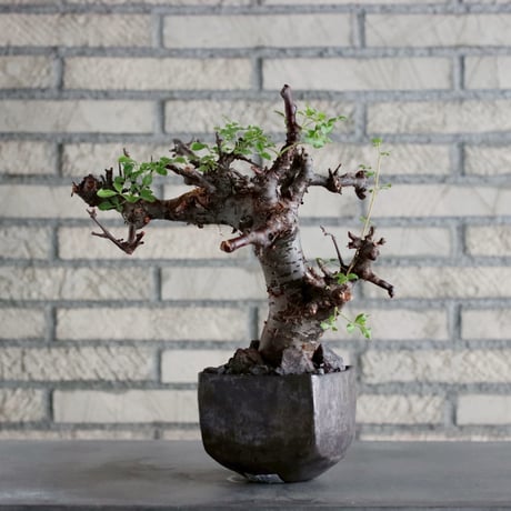 Commiphora boranensis × Shu Hirai (4号)  no.1019/5