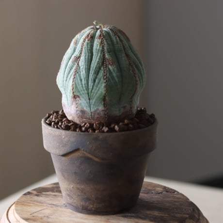 Euphorbia obesa × YAMABACHI var. Atsushi Funakushi  no.905-28