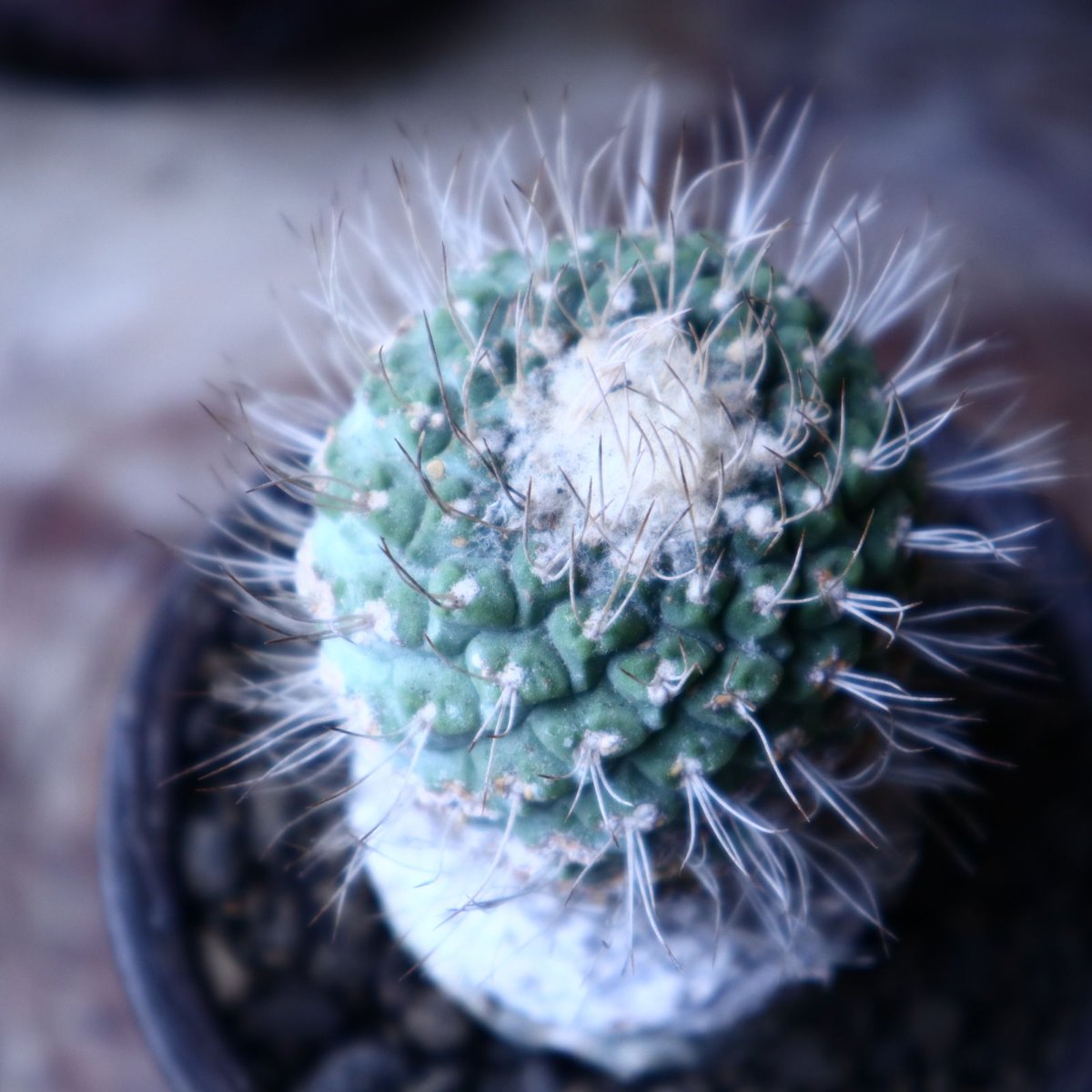 ストロンボカクタス ディシフォルミス 菊水 自根 Strombocactus ストロンボカクタス ディシフォルミス 菊水 自根 Strombocactus