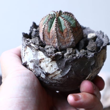 ユーフォルビア  オベサ 　Euphorbia obesa　no.91513