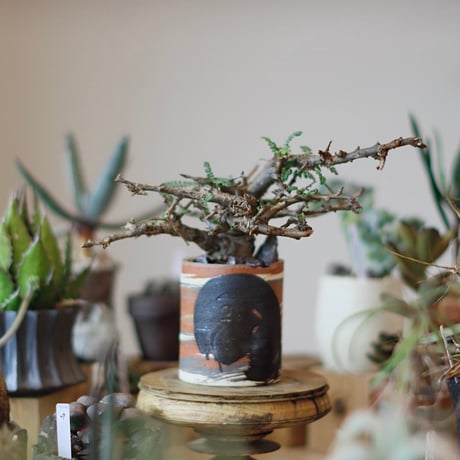 ボスウェリアネグレクタ | STORES