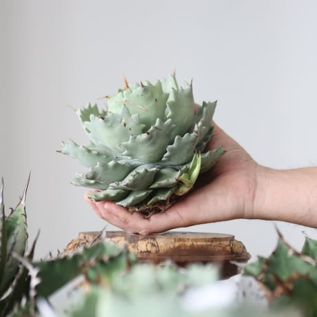 Agave Isthmensis / Style of Chika　no.42185