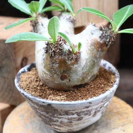 パキポディウム デンシフローラム ／Pachypodium densiforum    no.82809