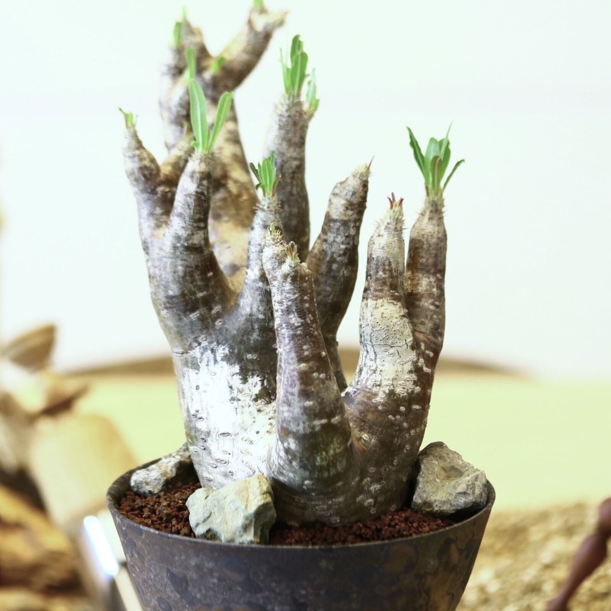 パキポディウム イノピナツム / Pachypodium Inopinatum no.52