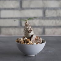 Pachypodium gracilius × Kazuhiro Arima (3号) no.628/79
