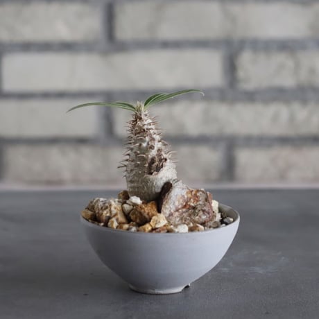 Pachypodium gracilius × Kazuhiro Arima (3号) no.628/79