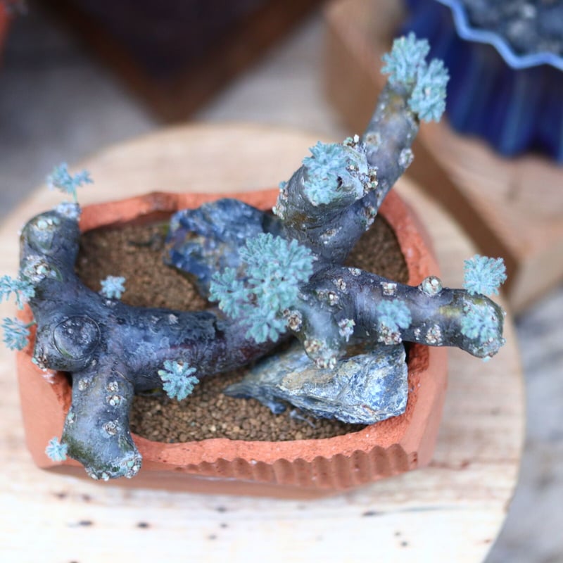 サルコカウロン ムルチフィズム／Sarcocaulon multifidum no.11