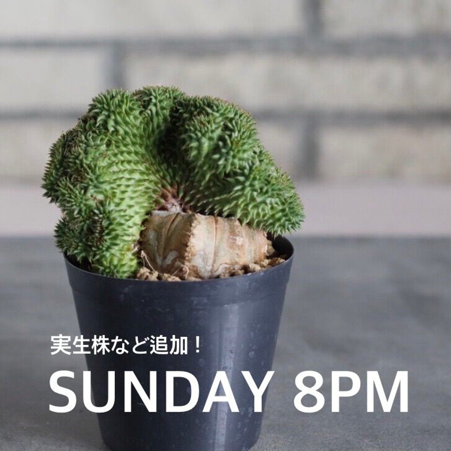 芽の巣山