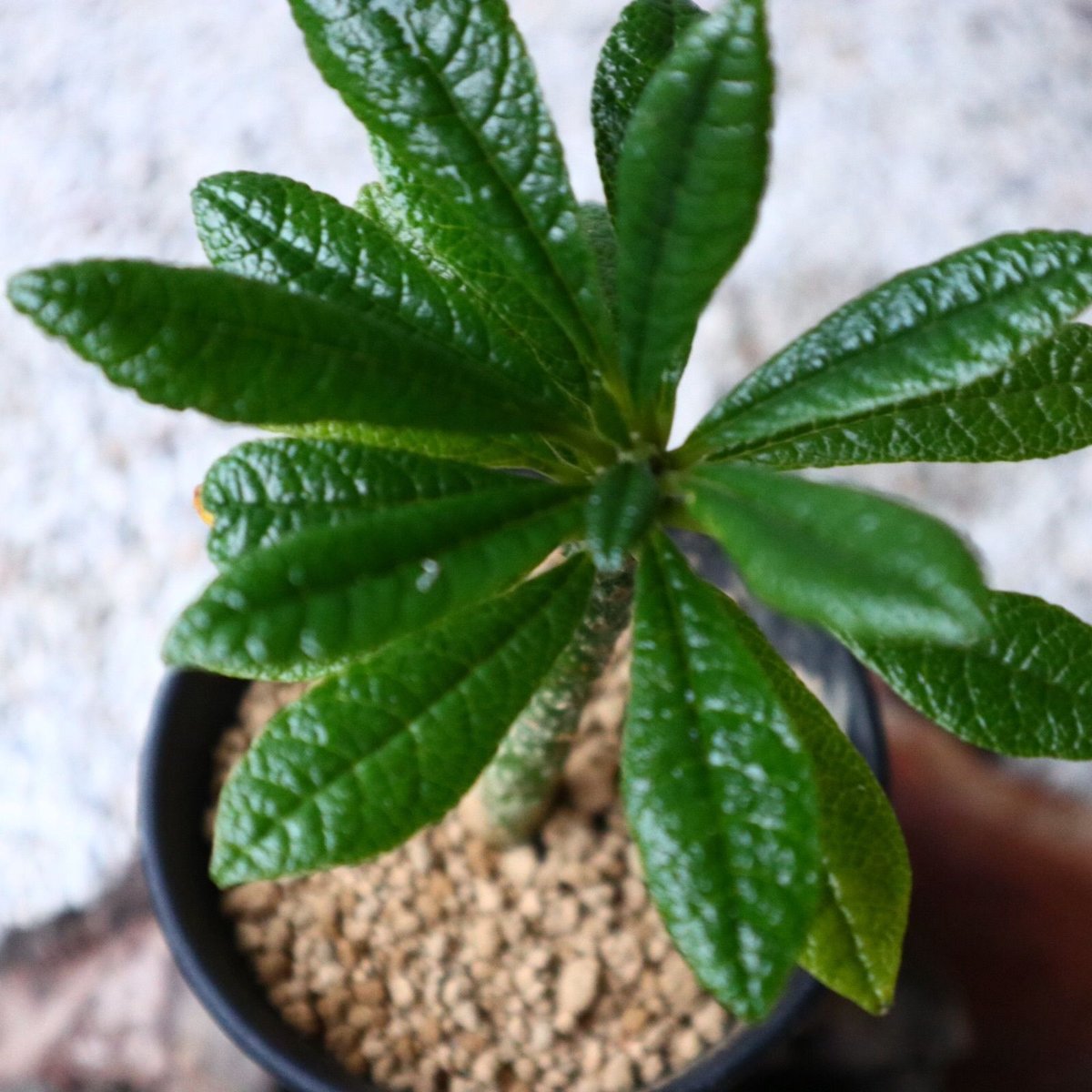 ドルステニア　ギガス ドルステニア ギガス026 Dorstenia gigas | Sunny Branch