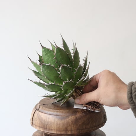 U.S. horrida (Agave horrida) / Style of Chika　no.1227-21