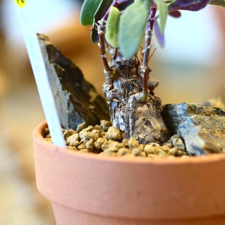 Othonna arborescens × YAMABACHI   no.123148
