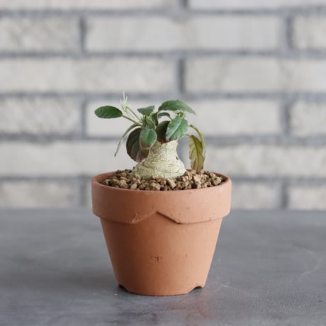 【新品未使用】作家鉢 手作り 植物 観葉 塊根 芽の巣山 カタチ製作所 素里 中川智治 陶器鉢 植物鉢 コーデックス 塊根植物 アガベ サボテン