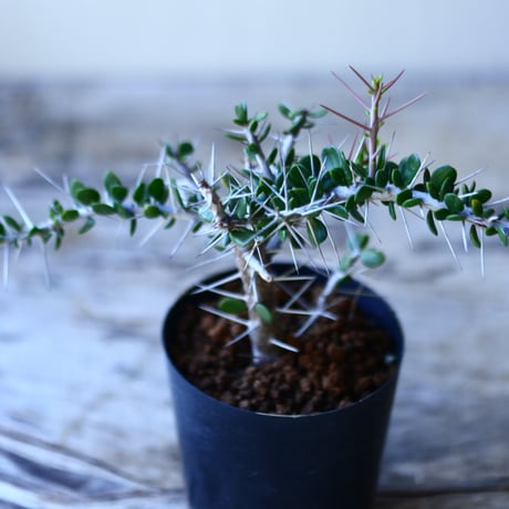 アローディア コモサ　 Alluaudia comosa   no.110807