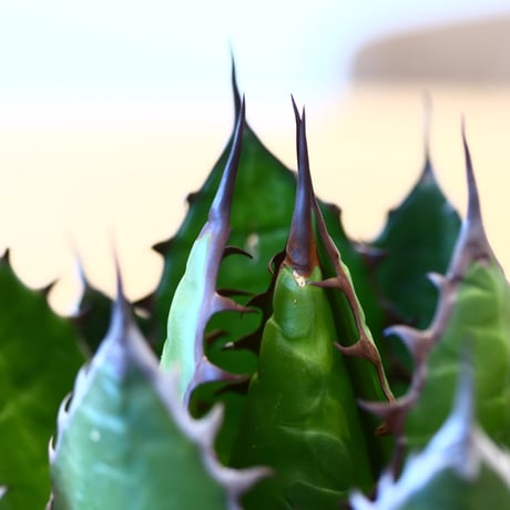 Agave horrida × たけろうポット   no.111264