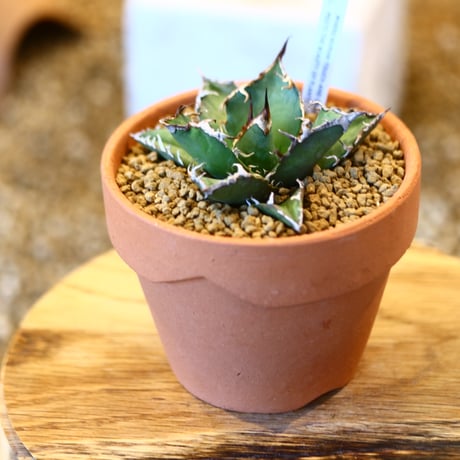 agave titanota caesar × YAMABACHI    no.123168