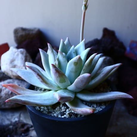 エケベリア  メキシカンジャイアント   Echeveria colorata 'Mexican Giant'.   no.32216