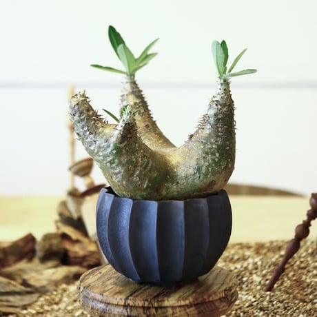 パキポディウム デンシフローラム / Pachypodium densiforum     no.52113