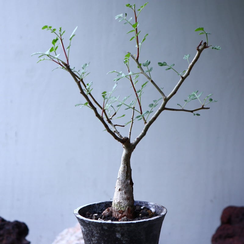 パキコルムス　ディスカラー 象の木 実生 陶器鉢 パキコルムス ディスカラー 象の木 実生 陶器鉢 パキコルムス