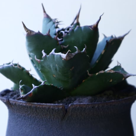 アガベ   チタノタ   FO-76   Agave titanota  "FO-76"  no.51905