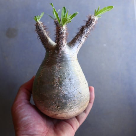 パキポディウム グラキリス 抜苗  Pachypodium rosulatum var. gracilius no.100634