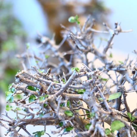 Commiphora wightii × soso   no.100854