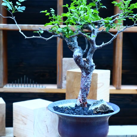 コミフォラ モンストローサ   Commiphora monstrosa   no.81540
