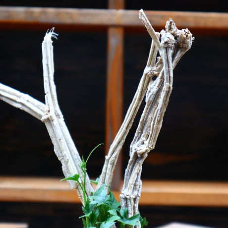 コラロカルプス    グロメルリフロルス ／ Corallocarpus glomeruliflorus    no.61933