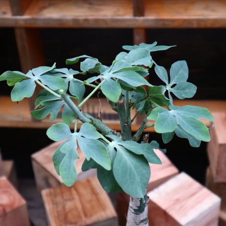 アデニア  グラウカ／Adenia glauca    no.82116