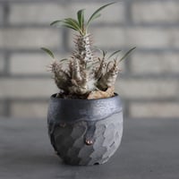 Pachypodium gracilius × N/OH (2.5号)  no.607/20
